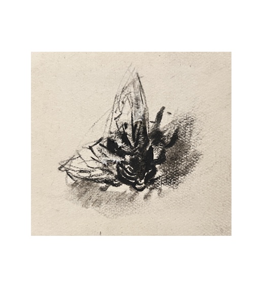 Louise HERVIEU (1878-1954), Mouche, circa 1925, fusain et craie blanche sur papier-photo-2