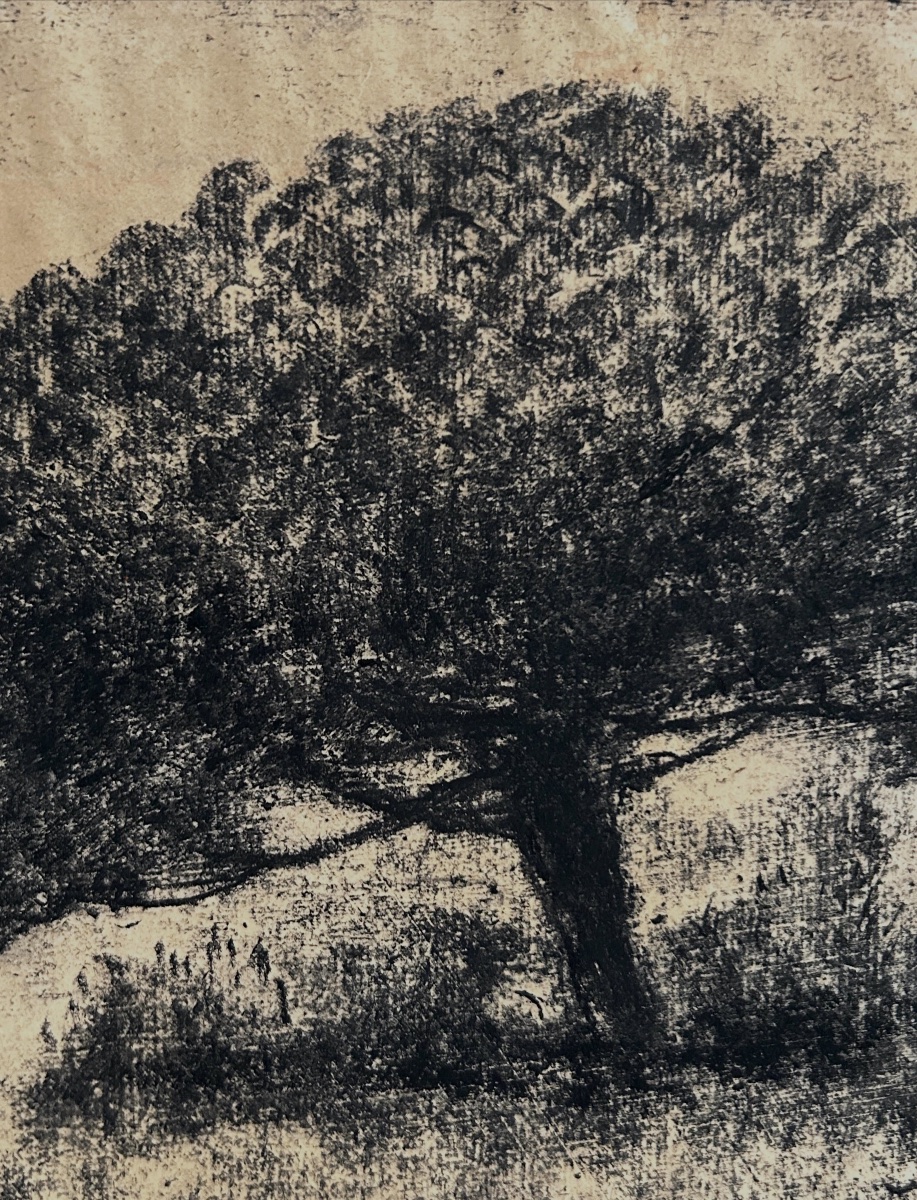 Sigismond Jeanes (1862–1952), Trees, Charcoal On Paper-photo-3