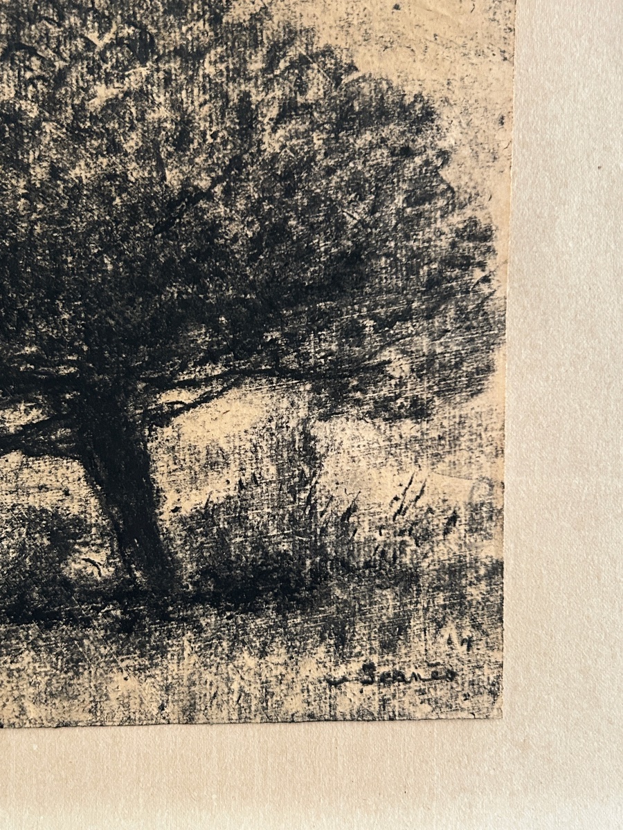 Sigismond Jeanes (1862–1952), Trees, Charcoal On Paper-photo-1