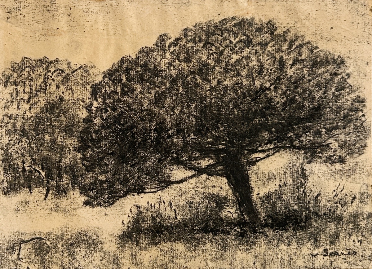 Sigismond Jeanes (1862–1952), Trees, Charcoal On Paper