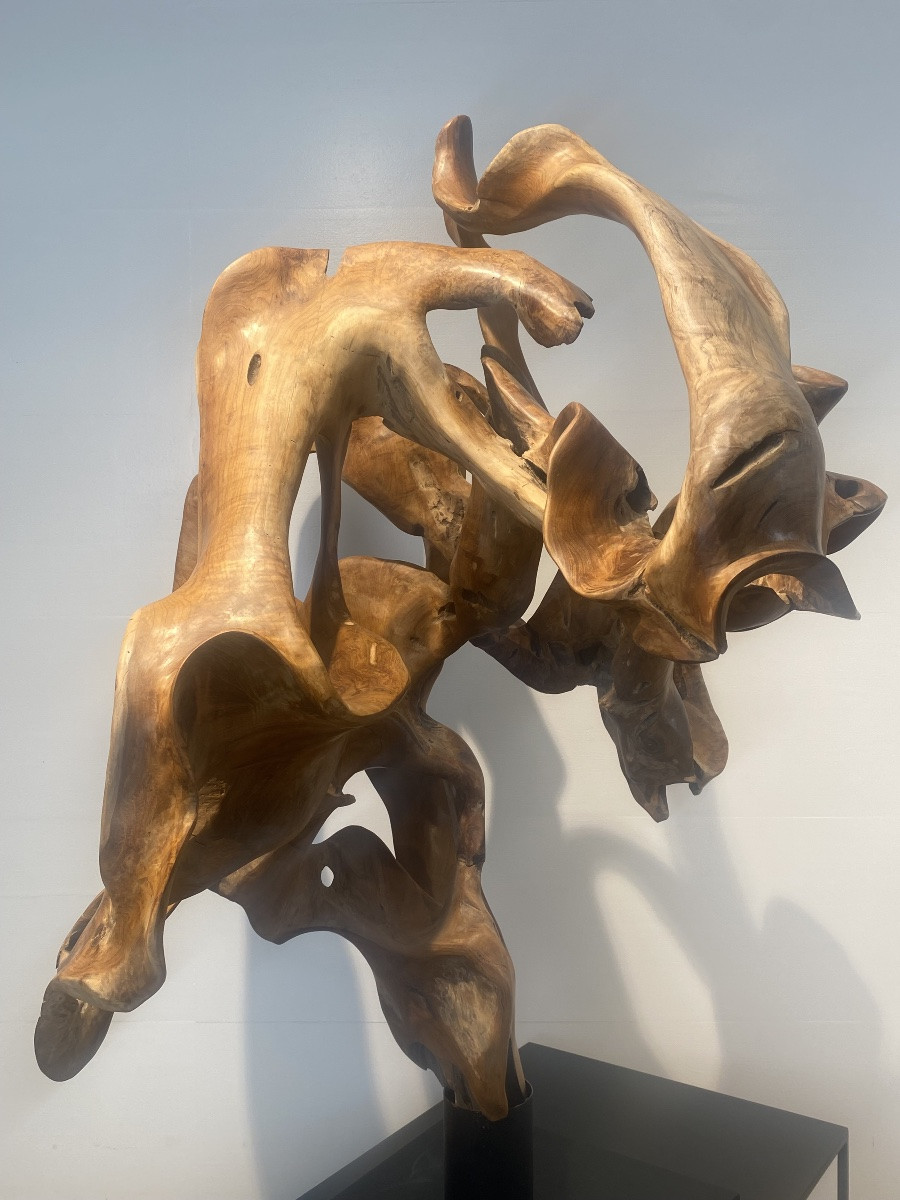 Racine de Teck-photo-5