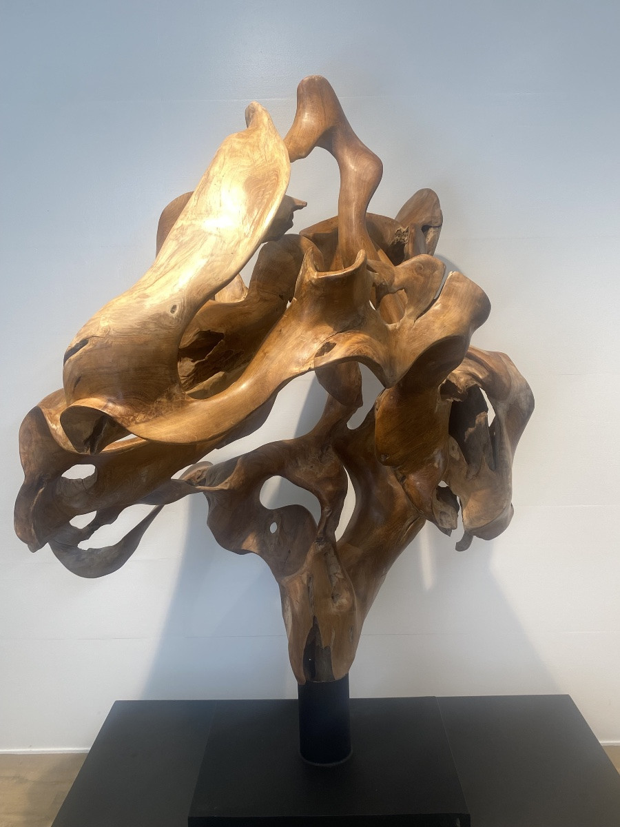 Racine de Teck-photo-7