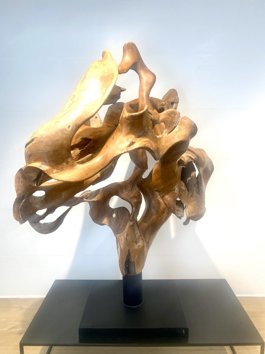 Racine de Teck-photo-8