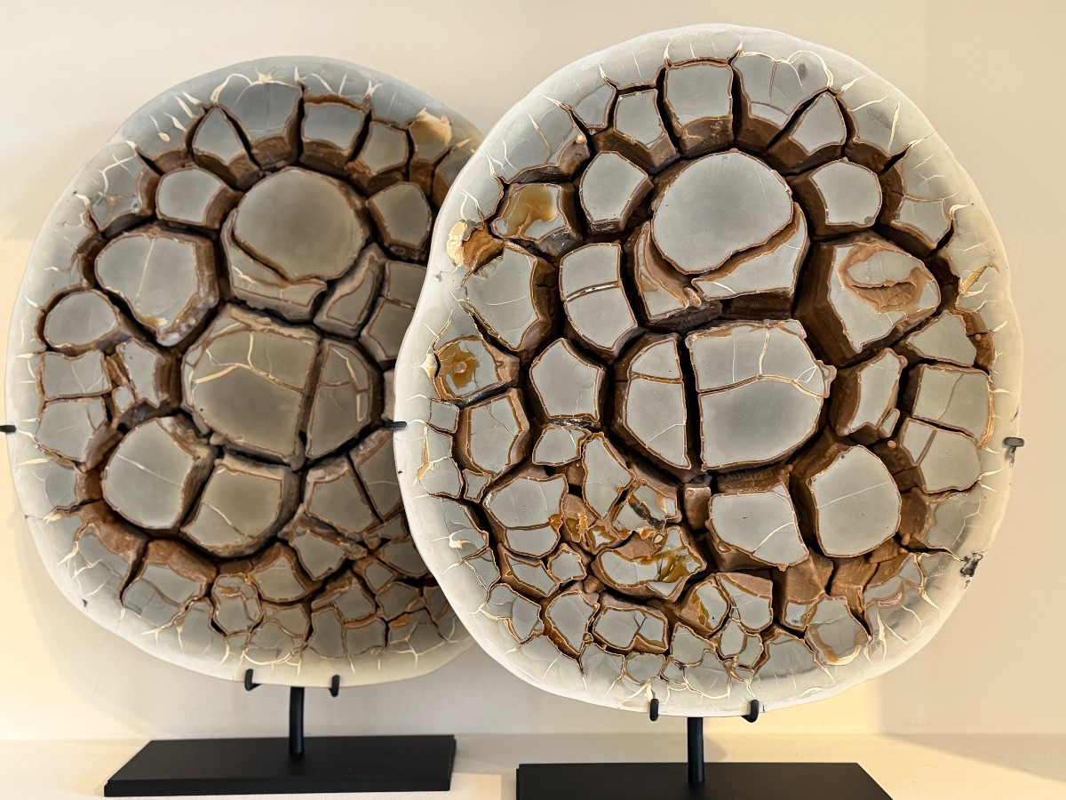 Septaria Concretion-photo-4