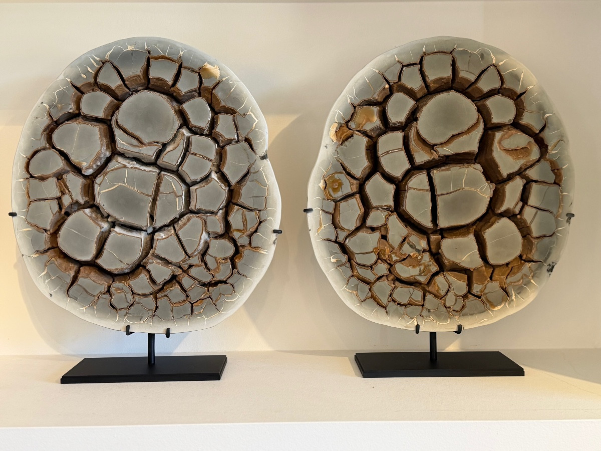 Septaria Concretion