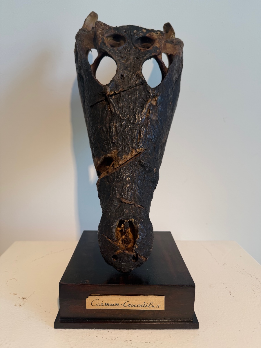 Crocodile Skull-photo-2