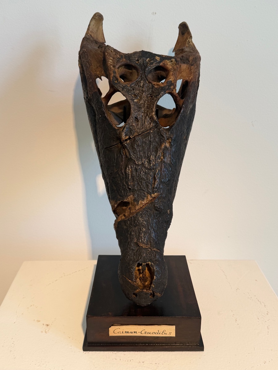 Crocodile Skull-photo-3