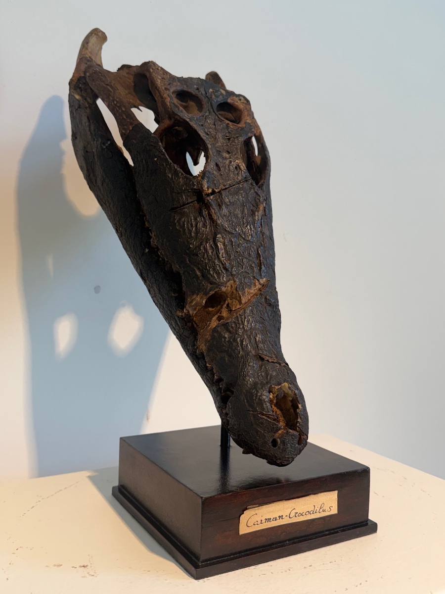 Crocodile Skull-photo-4