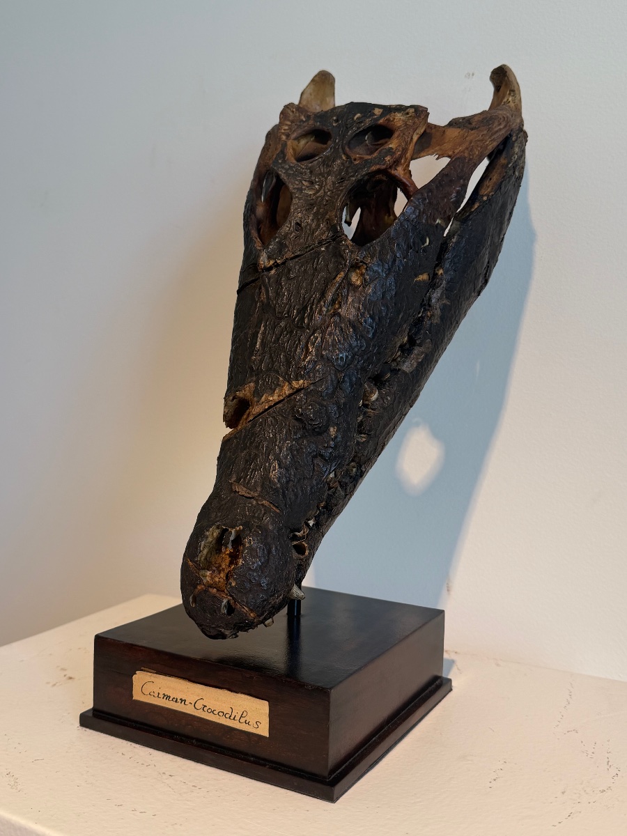 Crocodile Skull-photo-1