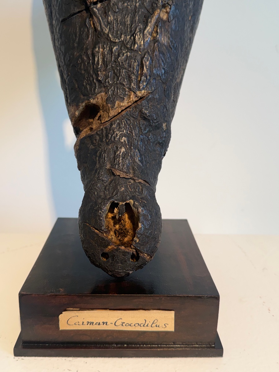 Crocodile Skull-photo-2