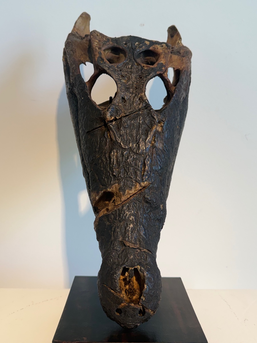 Crocodile Skull-photo-3