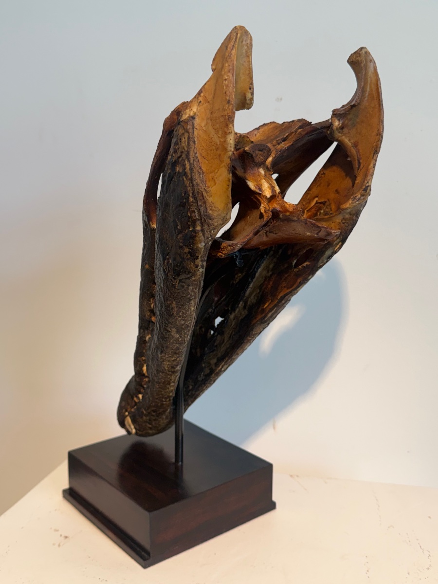 Crocodile Skull-photo-4