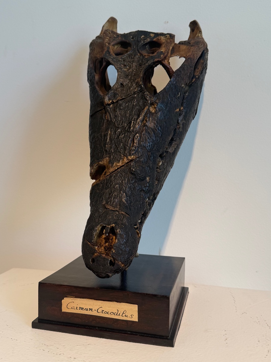 Crocodile Skull-photo-5