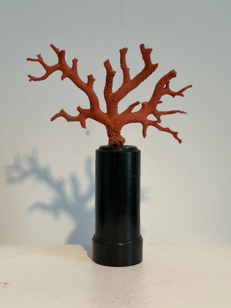 Red Coral On A Base-photo-2