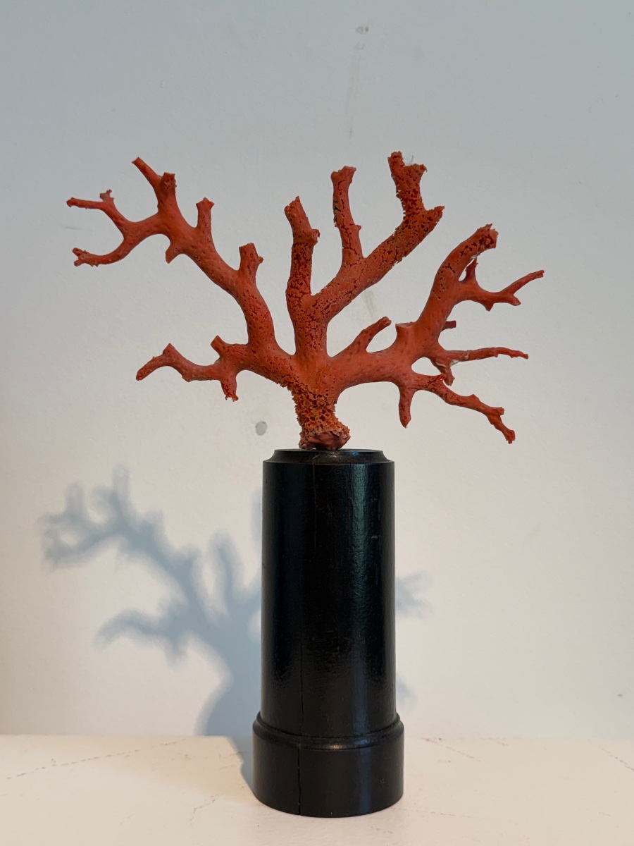 Red Coral On A Base-photo-3