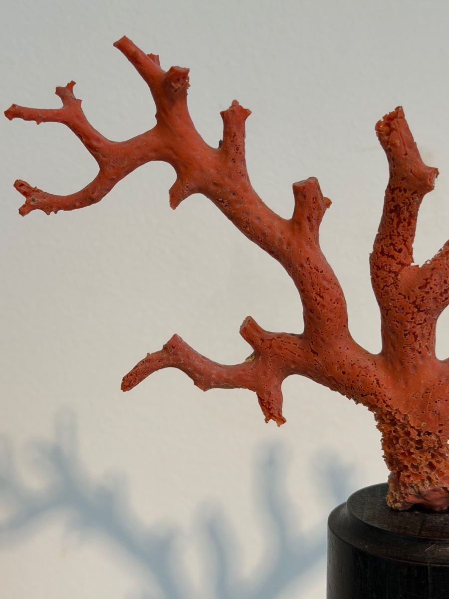 Red Coral On A Base-photo-4