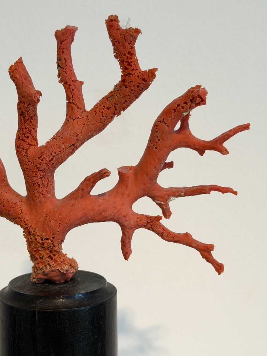 Red Coral On A Base-photo-1