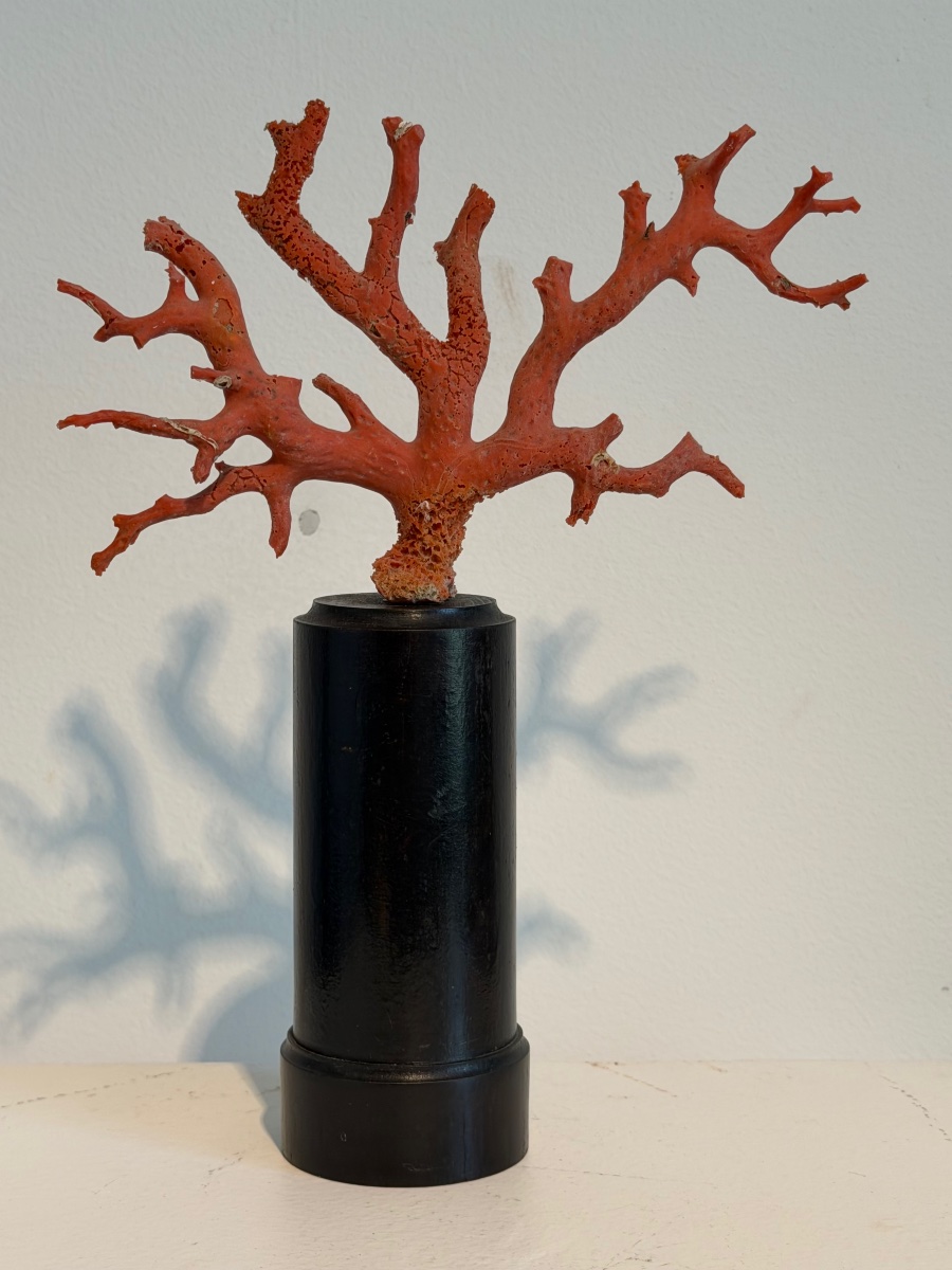 Red Coral On A Base-photo-2