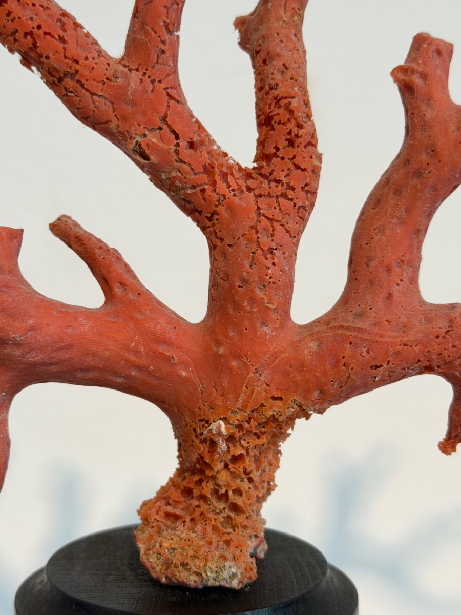 Red Coral On A Base-photo-3