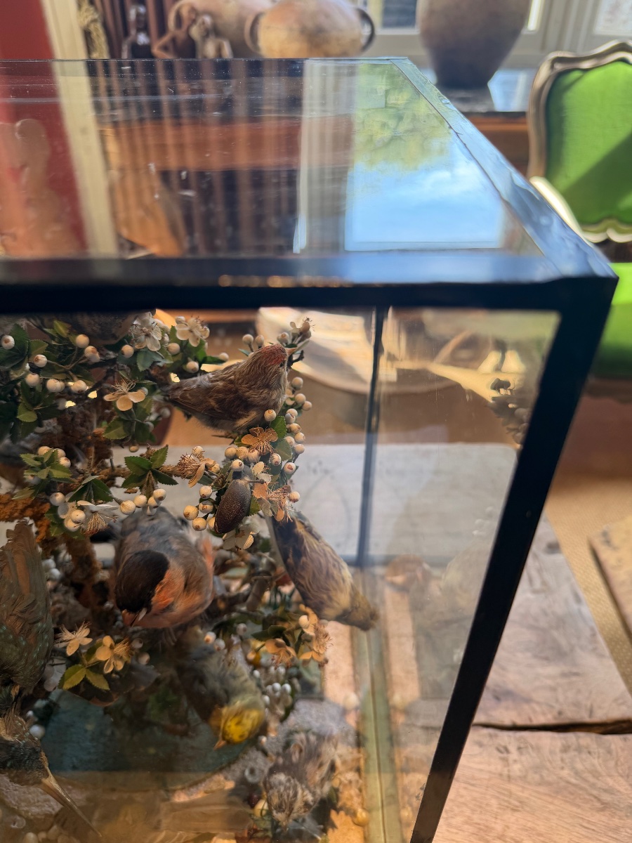 Taxidermy diorama d'oiseaux-photo-1
