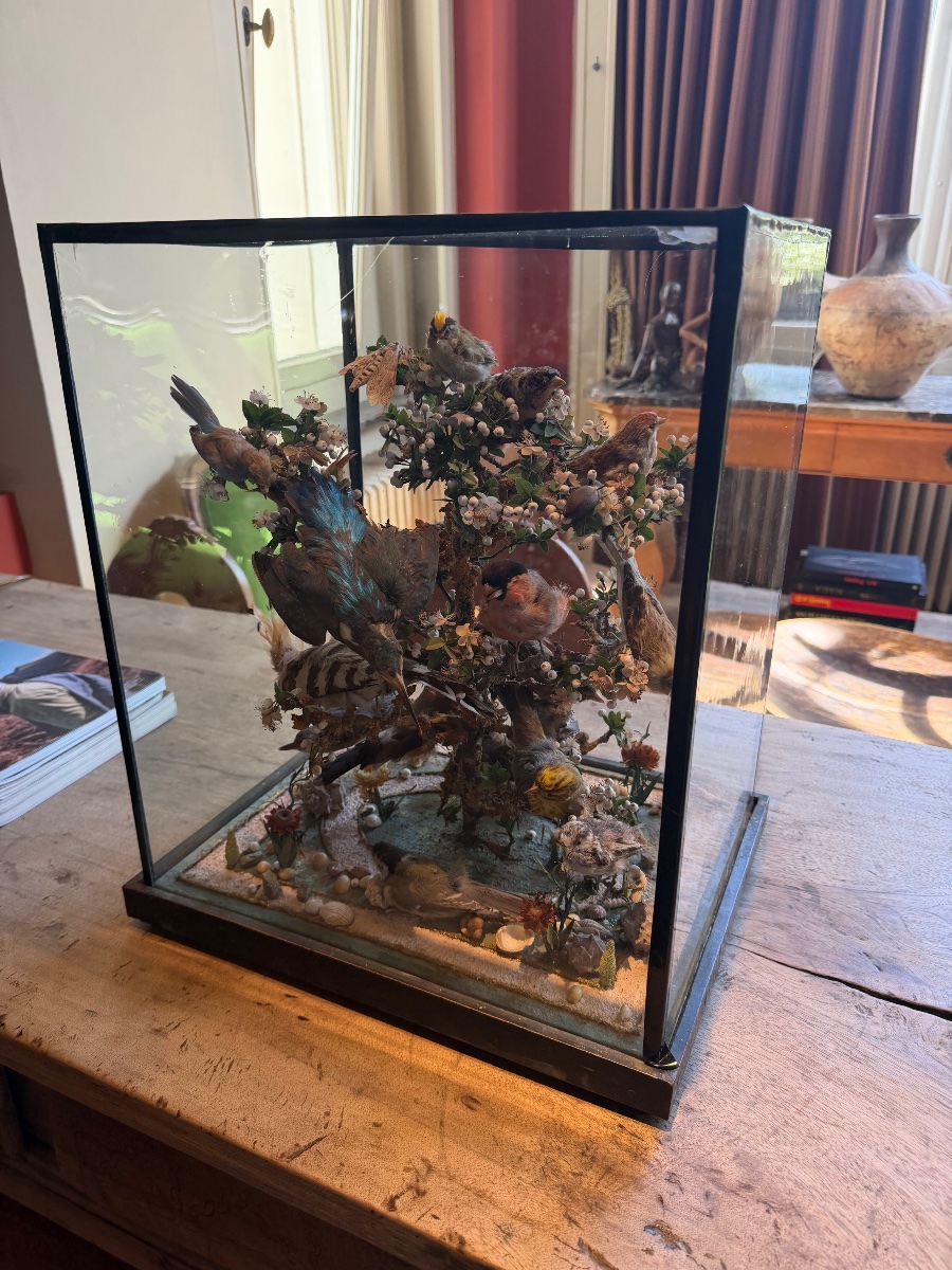 Taxidermy diorama d'oiseaux-photo-8