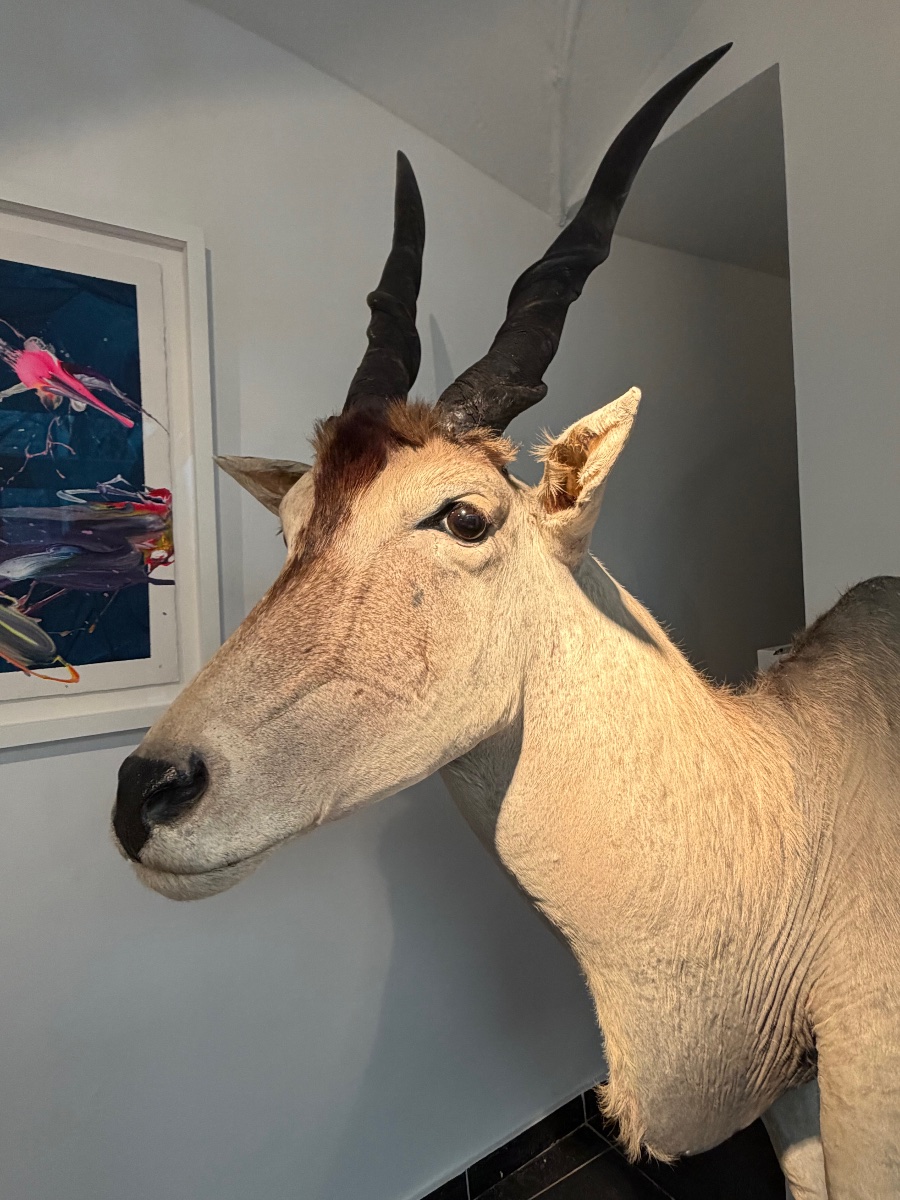 Taxidermy d'un Antilope-photo-4