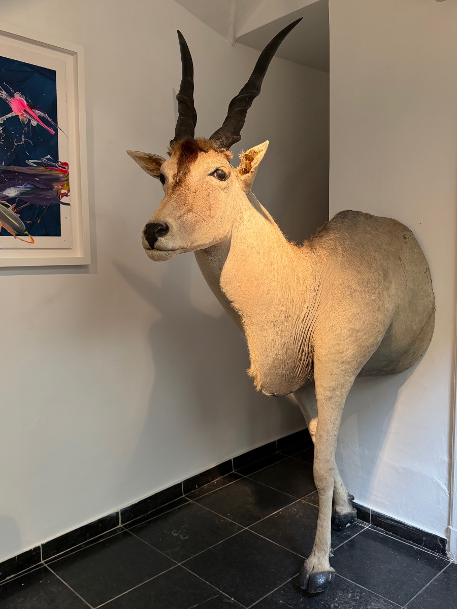 Taxidermy d'un Antilope-photo-1