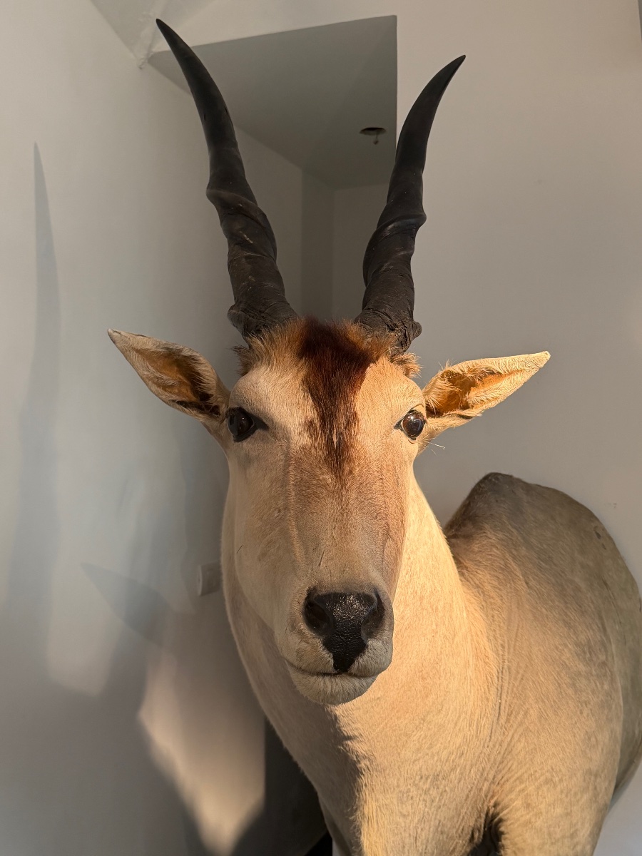 Taxidermy d'un Antilope-photo-2