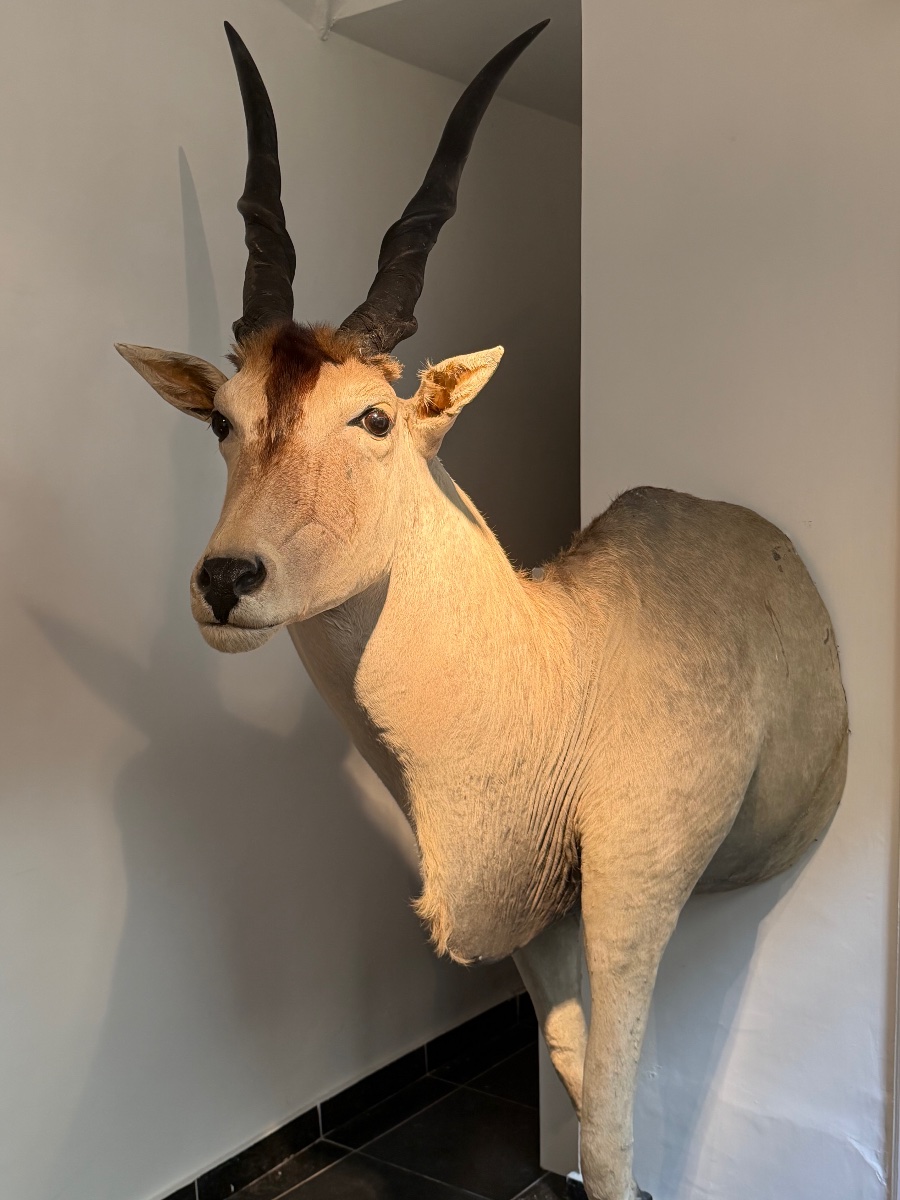 Taxidermy d'un Antilope-photo-3