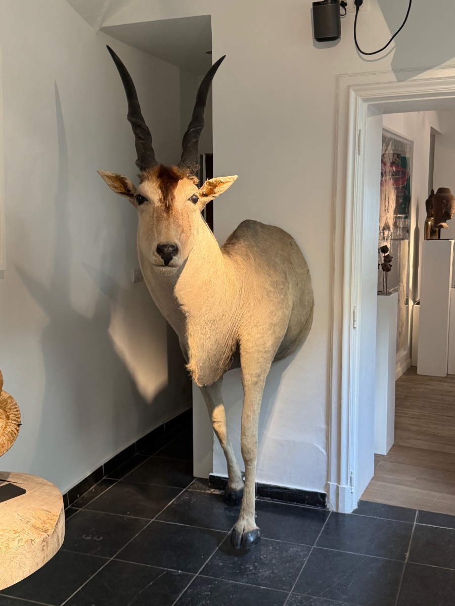 Taxidermy d'un Antilope-photo-4