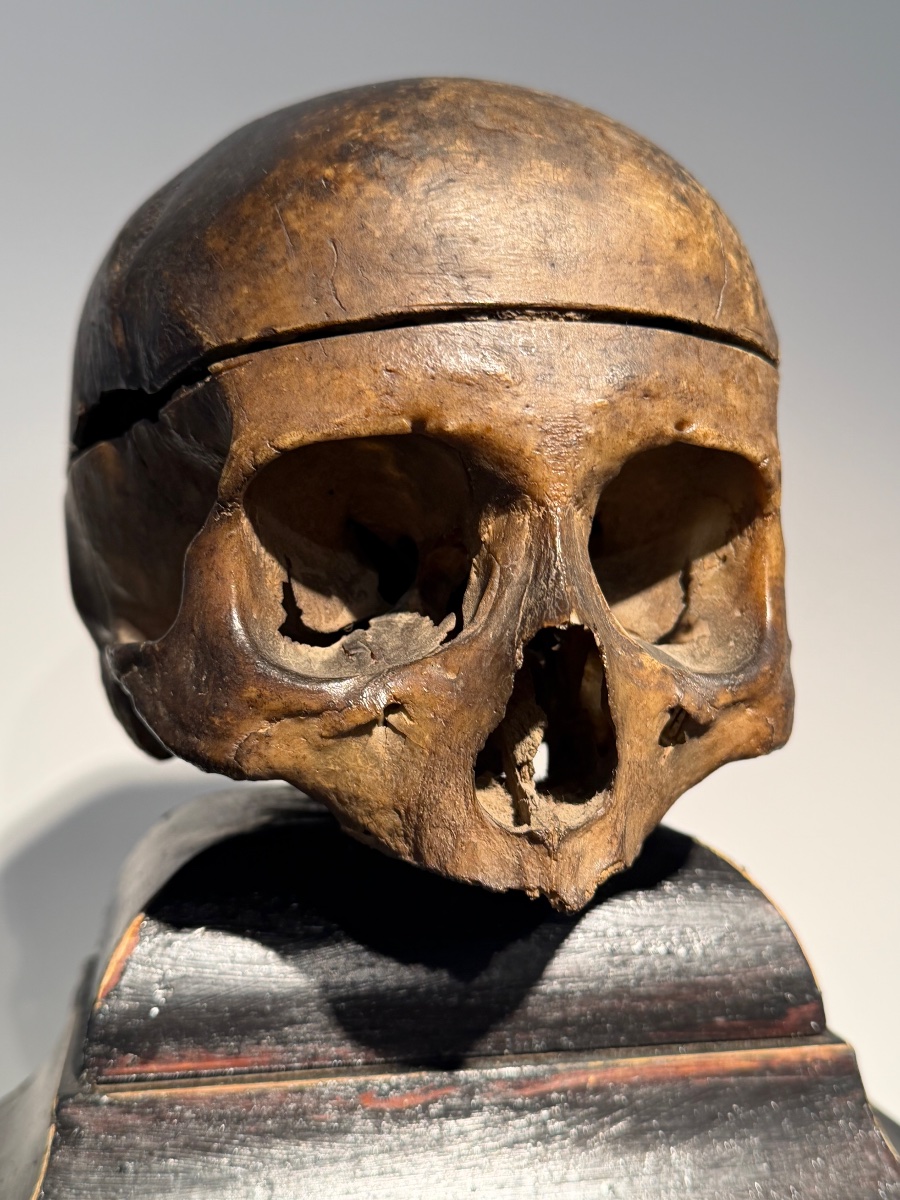 Ancient Anatomical Human Skull-photo-1