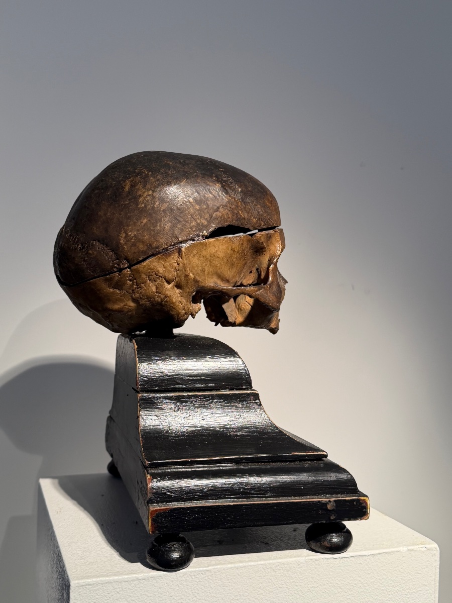 Ancient Anatomical Human Skull-photo-2