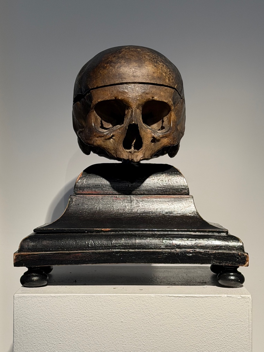 Ancient Anatomical Human Skull-photo-7