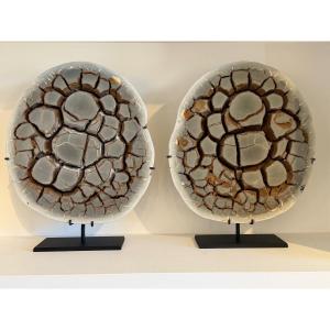 Septaria Concretion