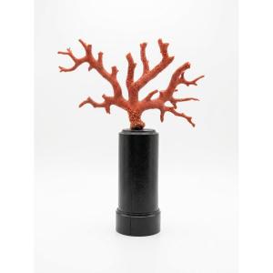 Red Coral On A Base
