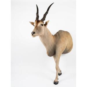 Taxidermy d'un Antilope