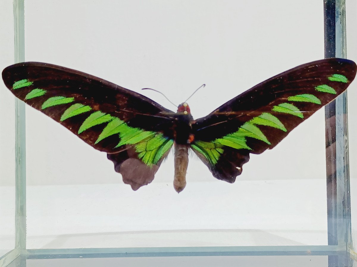 Papillon Sous Verre -photo-4