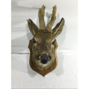 Stuffed Deer Head 