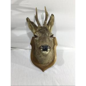 Stuffed Deer Head 