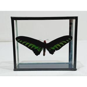 Papillon Sous Verre 