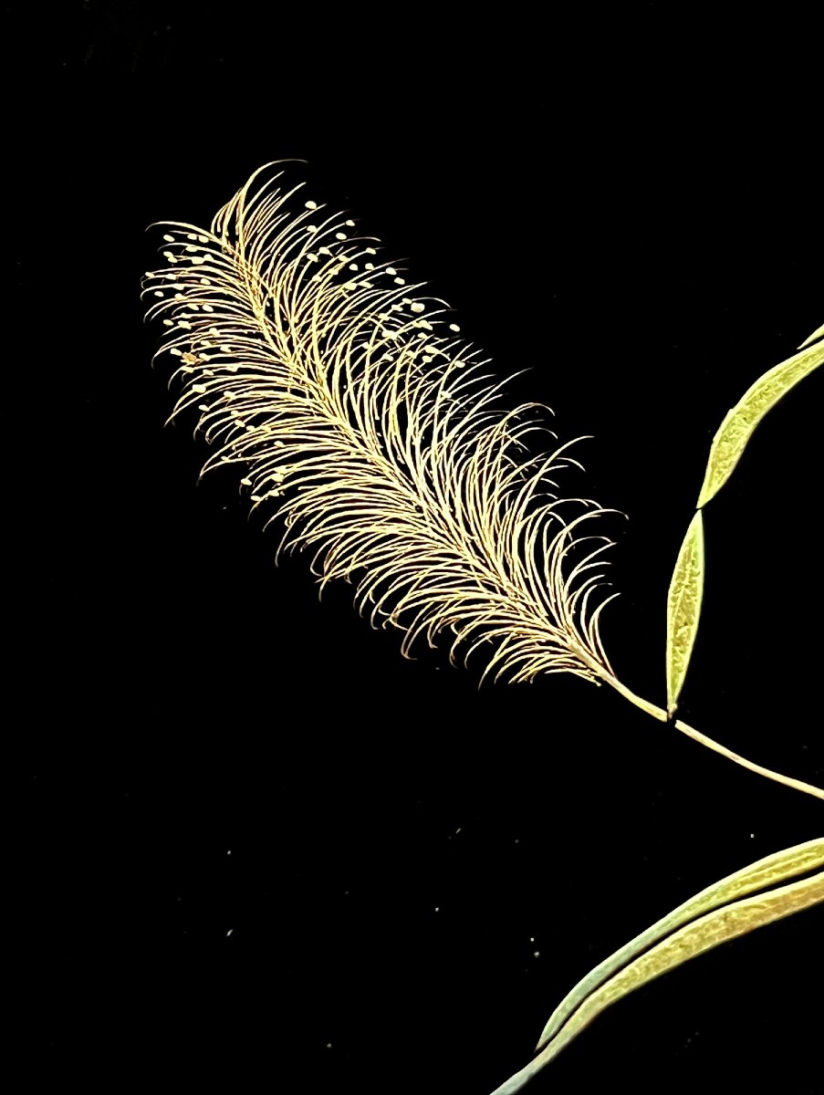 Panneau Vietnamien en Laque aux Fleurs de Lotus, Signé Thành Lễ, Milieu du XXe Siècle-photo-1