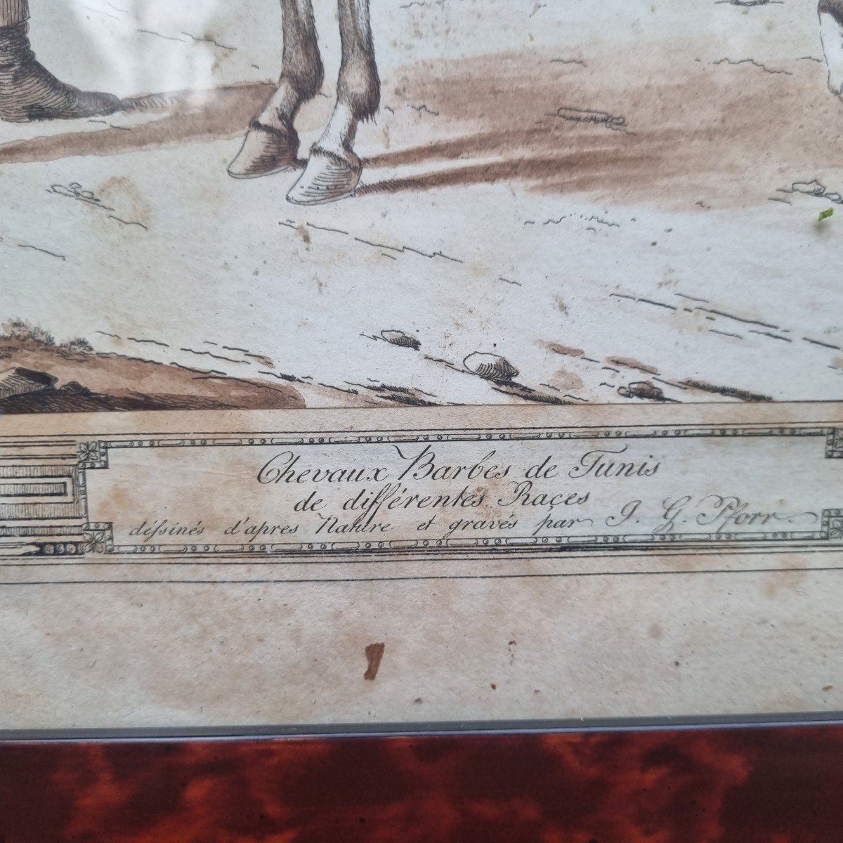 GRAVURE CHEVAUX BARBES ARABES  JOHANN GEORG PFORR XVIIIe XIXe -photo-3