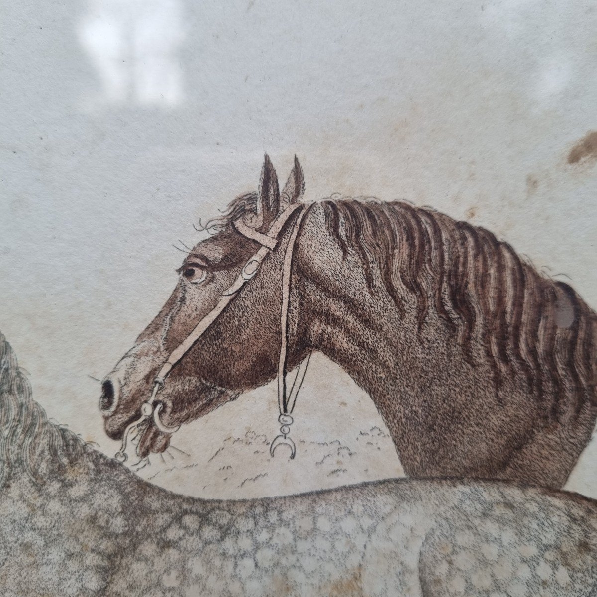 GRAVURE CHEVAUX BARBES ARABES  JOHANN GEORG PFORR XVIIIe XIXe -photo-4