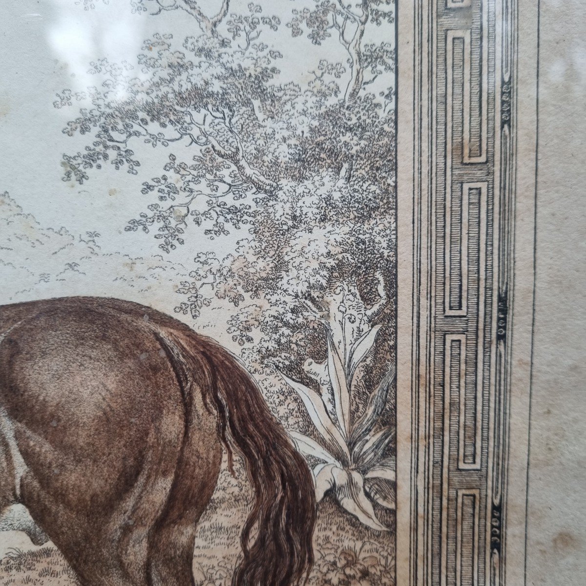 GRAVURE CHEVAUX BARBES ARABES  JOHANN GEORG PFORR XVIIIe XIXe -photo-3