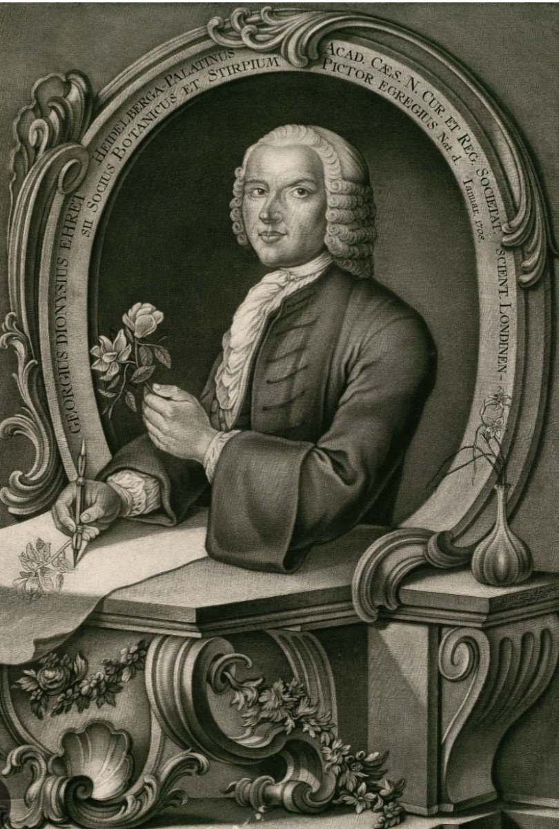 Portrait de Georg Dionysius Ehret (1710-1770)  Par Johann Jakob Haid  BOTANIQUE GRAVURE XVIIIe