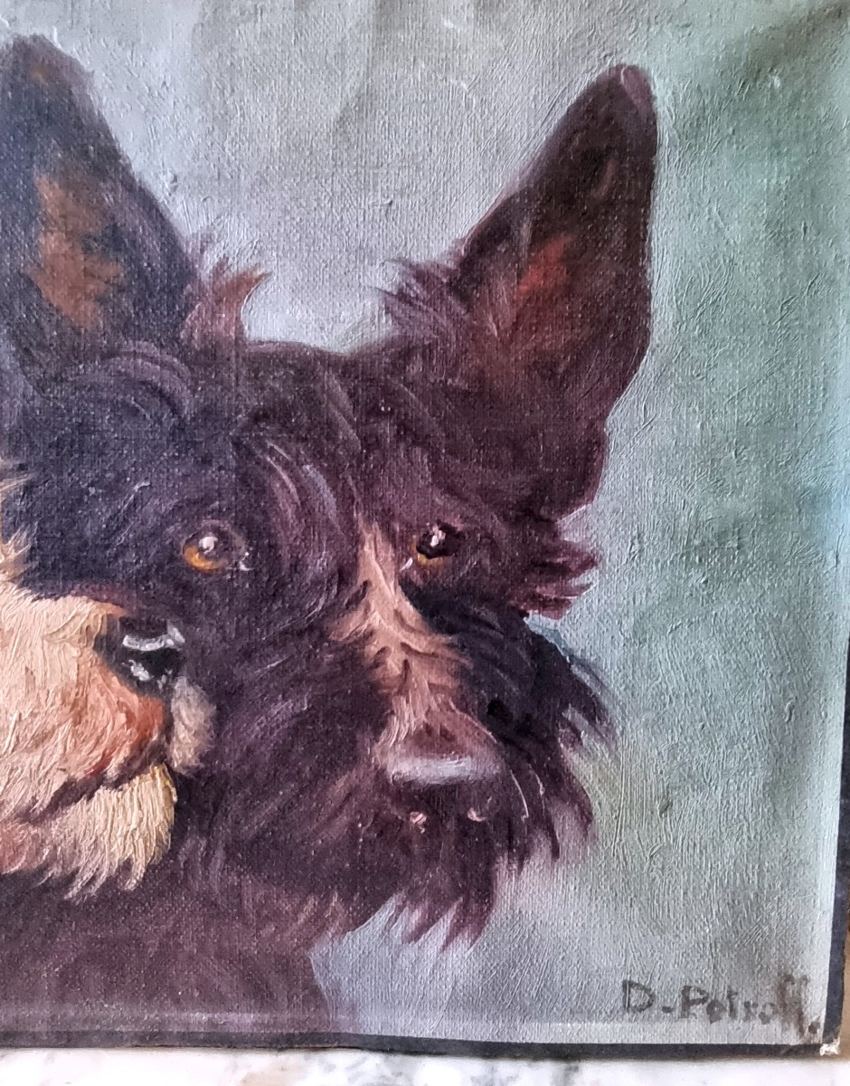  PORTRAIT CHIENS TERRIER PARSON JACK RUSSELL FOX CHIEN  DE COMPAGNIE  ANDRÉ PETROFFRUSSE ECOLE-photo-3