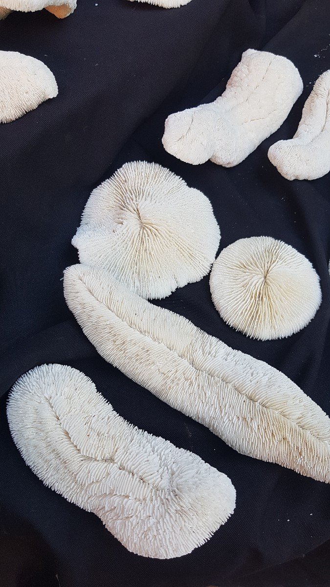 Corail Fungia - 12 Specimens - Cabinet Of Curiosities Coral Shells-photo-3