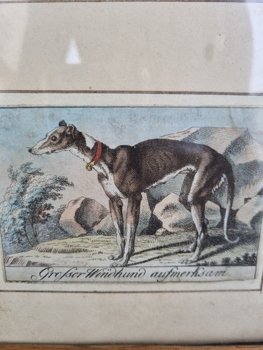 XVIIIth Germany Hunting Dogs Engraving-photo-2