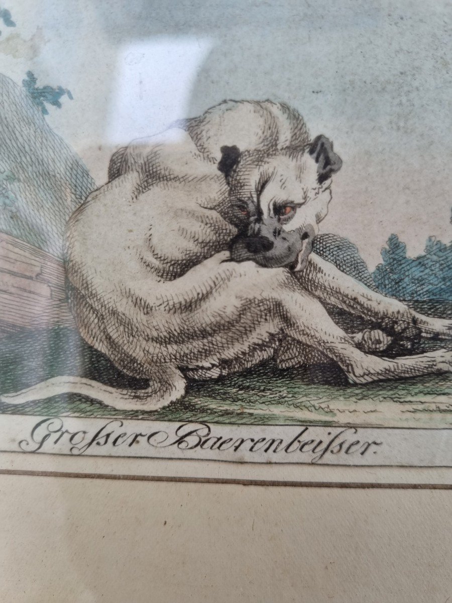 GRAVURE CHIENS XVIIIe ALLEMAGNE CHASSE -photo-3