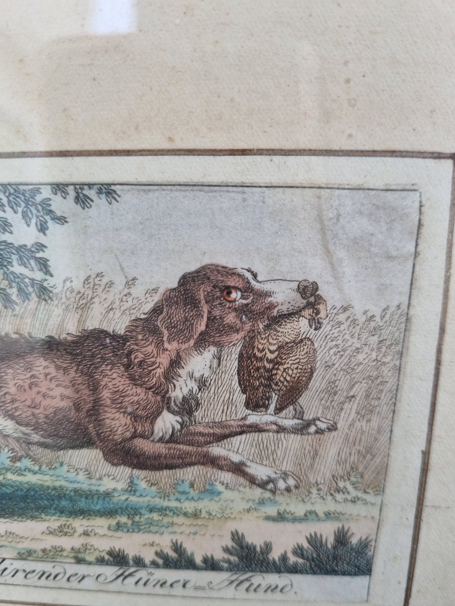 XVIIIth Germany Hunting Dogs Engraving-photo-4